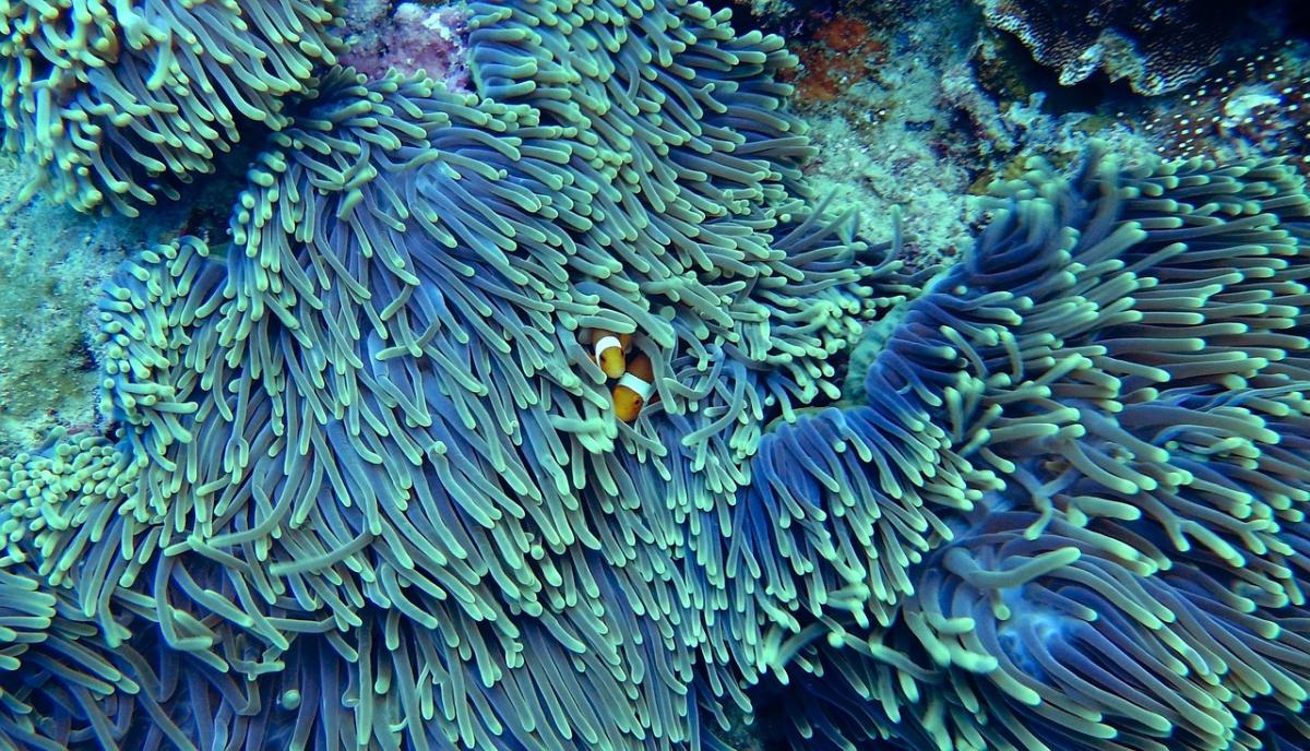 La faune du lagon de Mayotte : espèces emblématiques et protection